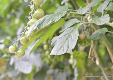 De eerste run eindigde met wat bladschade. Maar het was een indrukwekkende eerste poging.